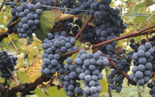 фото винного винограда